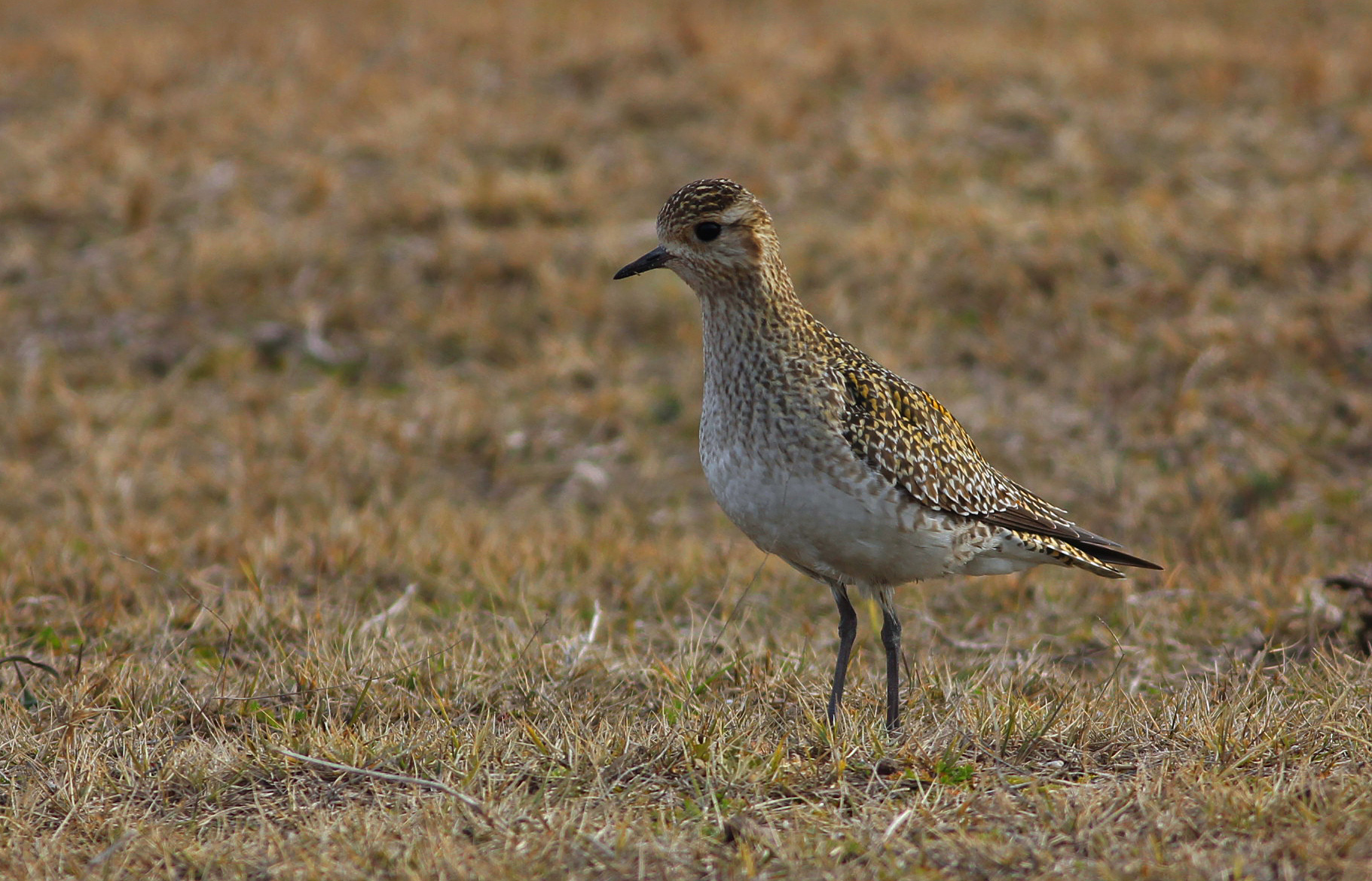 European Golden-Plover